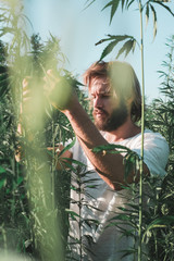 Young man in the middle of a hemp field