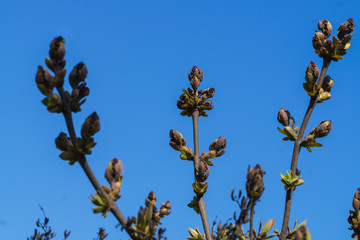 Blossoming buds of lilac on a branch with a peduncle inside.