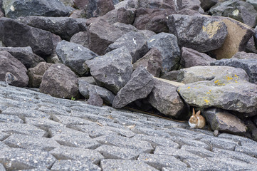 Rabbit hidding among rocks