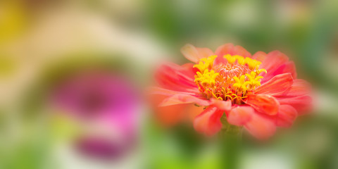 Flower in soft focus on blurred and bokeh background.