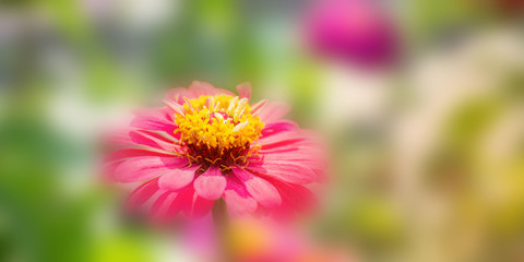 Flower in soft focus on blurred and bokeh background.