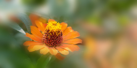 Flower in soft focus on blurred and bokeh background.