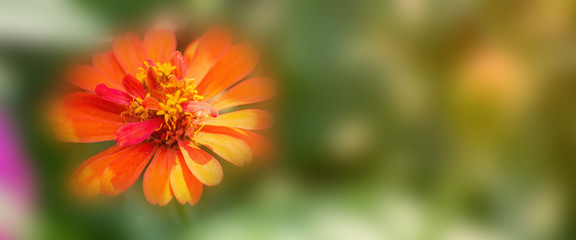 Flower in soft focus on blurred and bokeh background.
