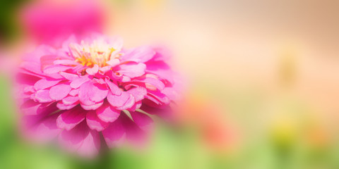 Obraz premium Flower in soft focus on blurred and bokeh background.