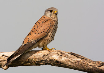 Kestrel on a wooden perch