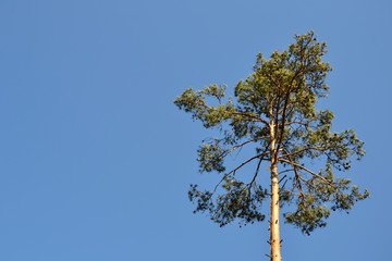 Branches of single high pine tree (Pinus L.) against the clear blue sky. Space for text. Ecology, environment, save forest or loneliness concept