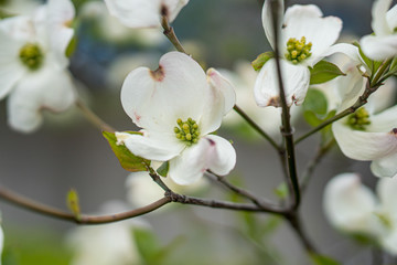 dogwood; Benthamidia florida