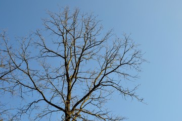 Branches of high tree against the clear blue sky. No leaves. Space for text. Ecology, environment, save forest concept