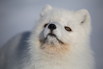 Lis polarny na południowym Spitsbergenie © blackspeed
