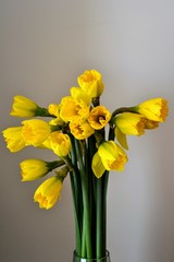 Yellow narcissus (daffodil, jonquil) flowers bouquet