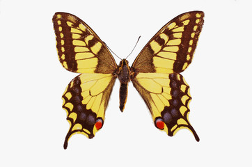 Fototapeta na wymiar Swallowtail butterfly (Papilio machaon) on a white background.Isolated on white.