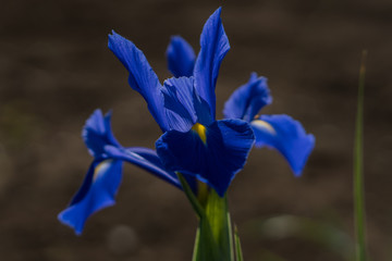 Rabbitear iris
