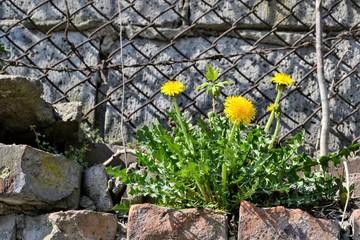 Taraxacum officinale, the common dandelion, flowering herbaceous perennial plant of the family Asteraceae. Yellow dandelion grows between the rocks. Metal fence in the background. Freedom concept