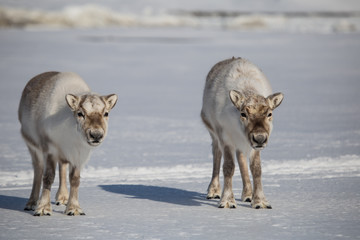 Renifery na południowym Spitsbergenie © blackspeed