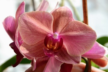 Fototapeta na wymiar Phalaenopsis commonly known as moth orchids or Moth dendrobium, plant in the family Orchidaceae. Beautiful purple Phalaenopsis orchid blossom, flower closeup