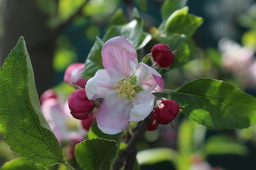 
Delicate pink flowers bloomed from buds on an apple tree in spring