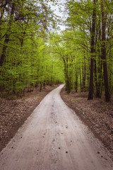 piaszczysta droga w lesie liściastym wiosną