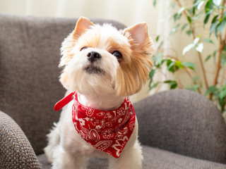 Cute puppy dog biewer Yorkshire terrier with red collar at home
