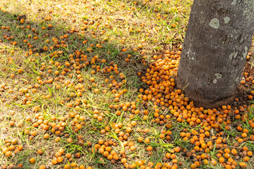 Dark yellow fruit of a palm tree, known in Brazil by the names baba-de-boi, coqueiro-jeriva, coquinho-de-cachorro, jeriba and licuri