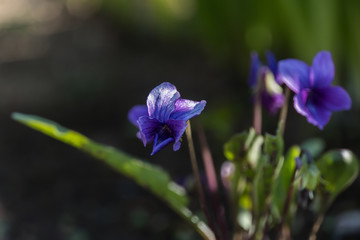 Violet Flower; flower of Genus Viola