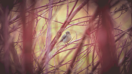 cute little bird, songbird, in the middle of bushes