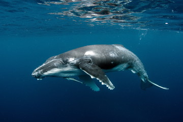 Humpback Whale in Tonga Pacific Ocean Polynesia