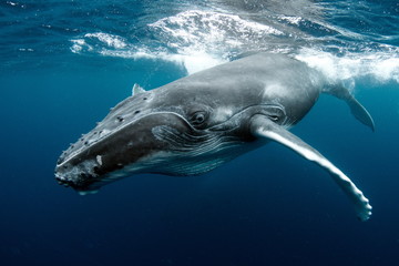 Humpback Whale in Tonga Pacific Ocean Polynesia © Tomas