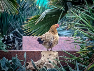 Birds. Chicken stands on a stone among cacti and palm trees.