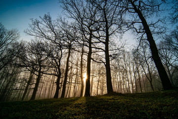 Fototapeta na wymiar Panorama of morning forest in foggy weather
