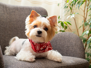 Cute puppy dog biewer Yorkshire terrier with red collar at home