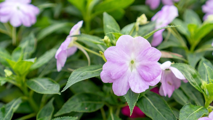 Purple busy lizzie flower in a garden.