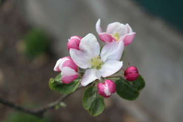 
Delicate pink flowers bloomed from buds on an apple tree in spring