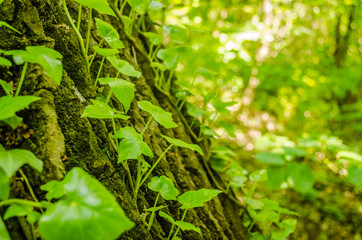 Stems showing the rootlets used to cling to walls and tree trunks.