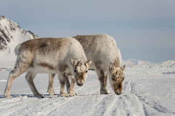 Renifery na południowym Spitsbergenie © blackspeed
