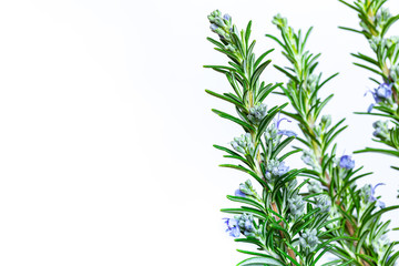 Fresh blooming rosemary with mortar and pestle