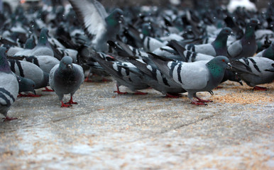group of pigeons on the street