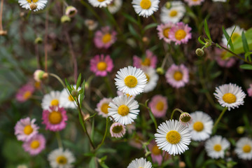 Fototapeta premium Daisies