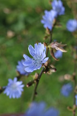 a blue flower
