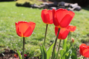 Blooming flowers in spring sunlight