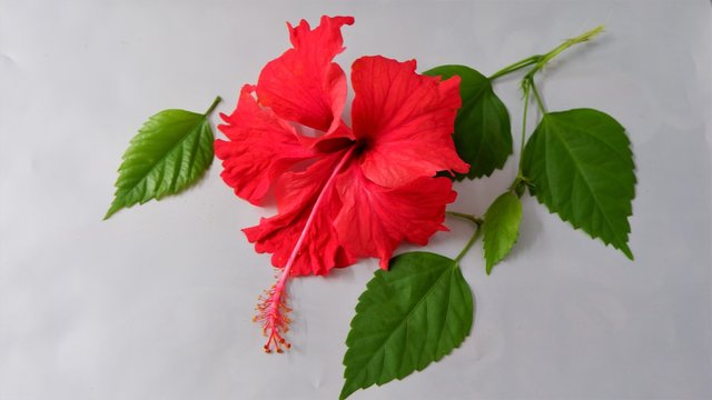 red beautiful hibiscus flower in white background ,different  orientation