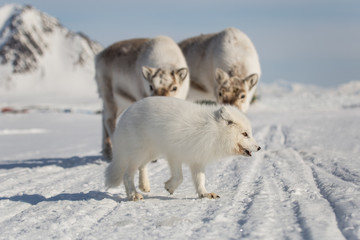 Lis polarny i renifery, południowy Spitsbergen © blackspeed