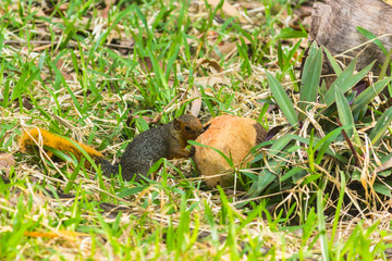 The Squirrell with Coconut on the Grass