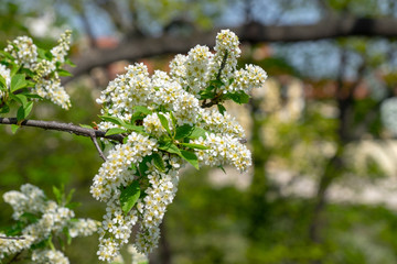 flowering fruit plants in the orchard