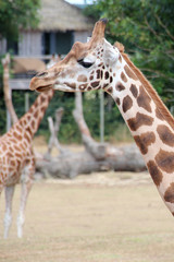 giraffe in a zoo in france