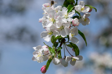 flowering fruit plants in the orchard