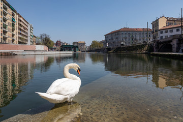 cigno