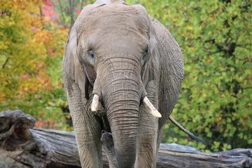 african elephant in a zoo in france