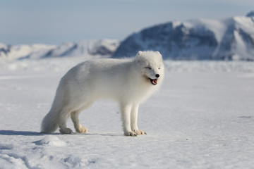 Lis polarny na południowym Spitsbergenie © blackspeed