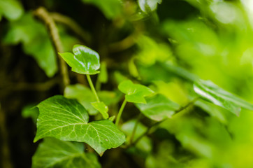 Stems showing the rootlets used to cling to walls and tree trunks.