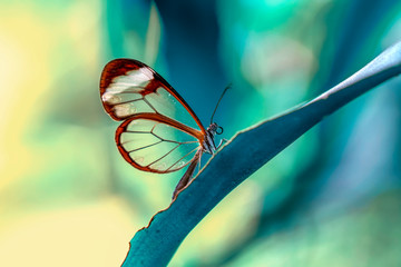 Closeup   beautiful  glasswing Butterfly (Greta oto) in a summer garden.
